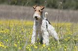 FOX TERRIER 344